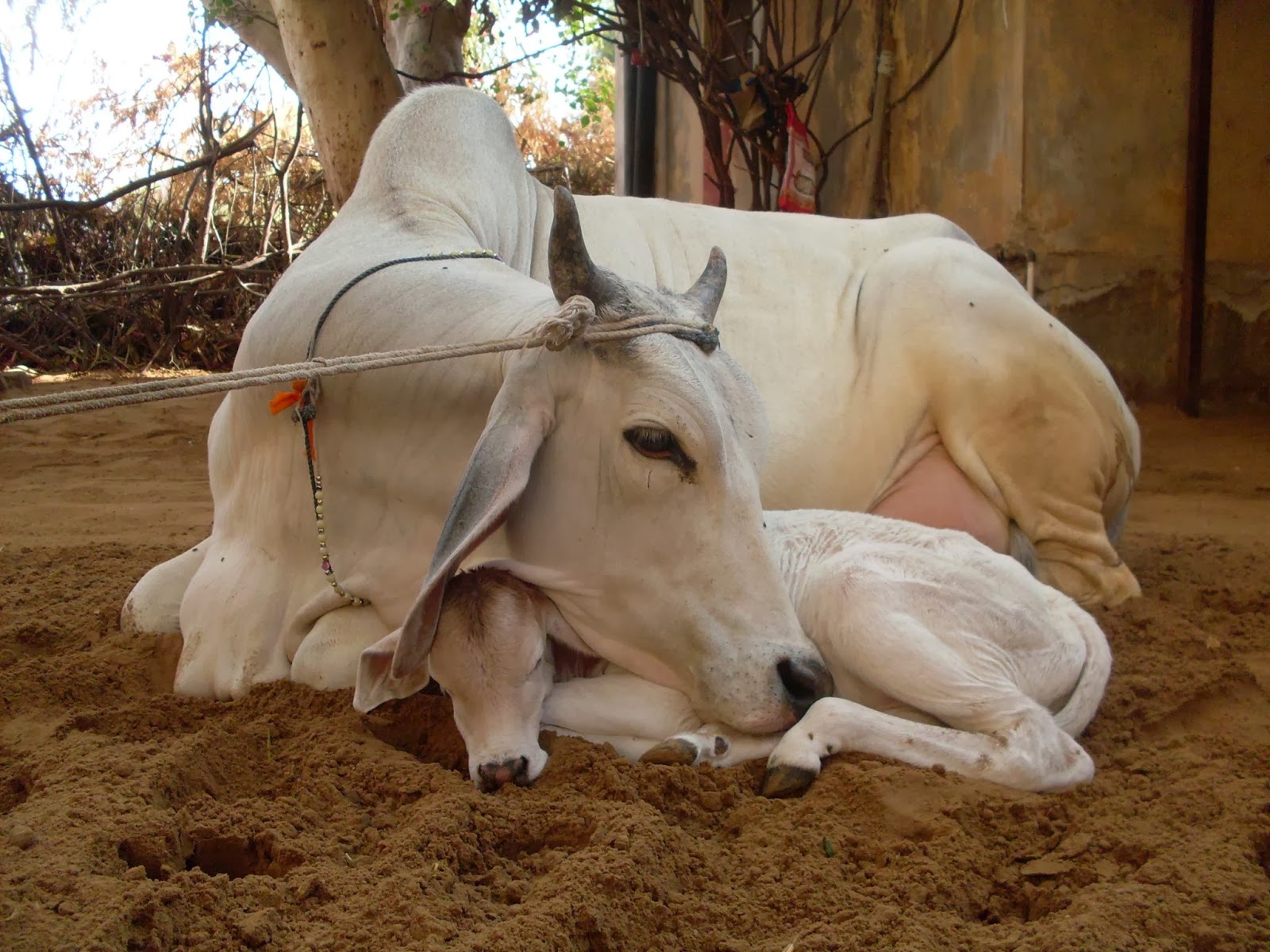 gaumata