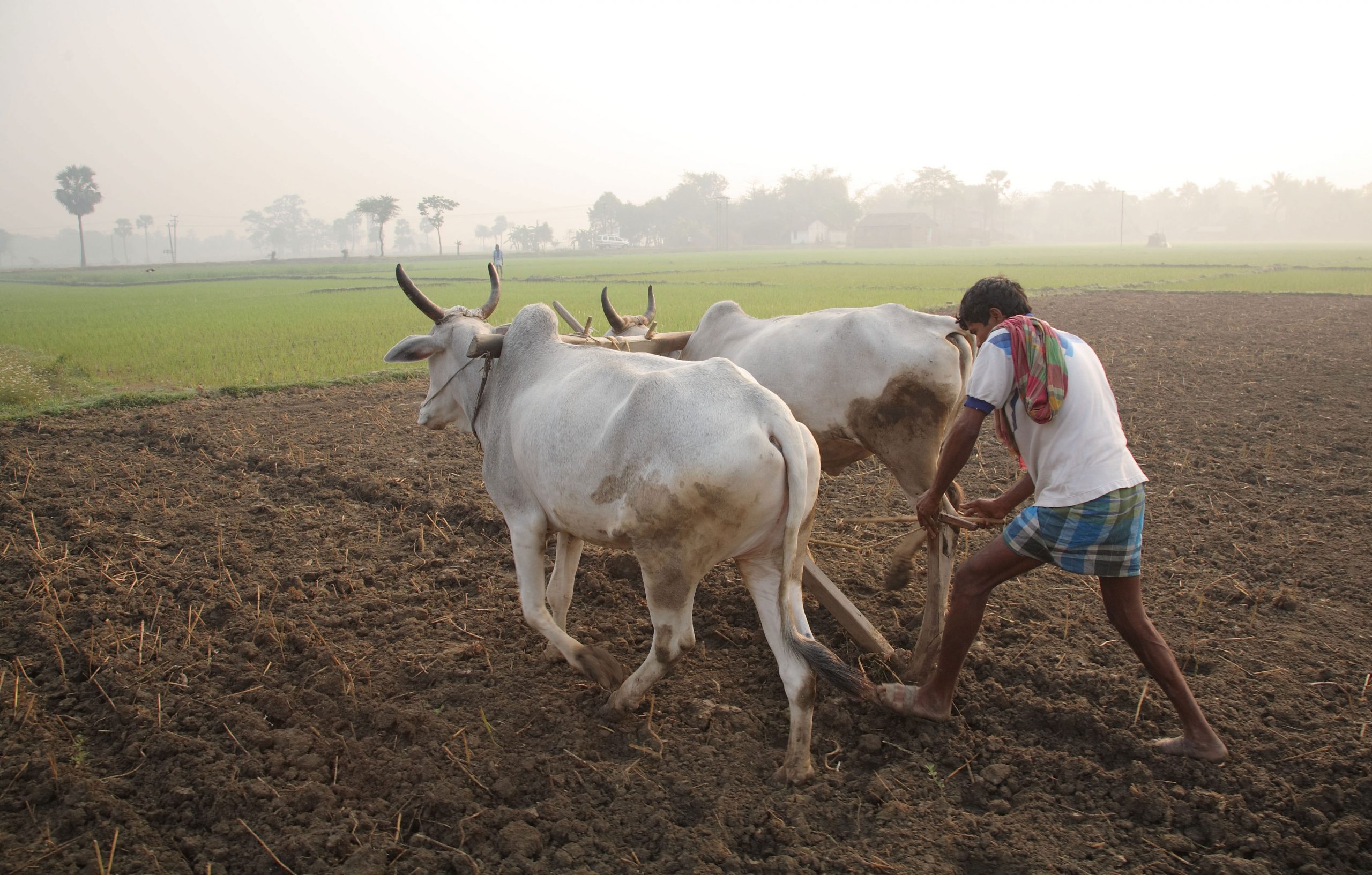 Farmer Scaled Satya Day