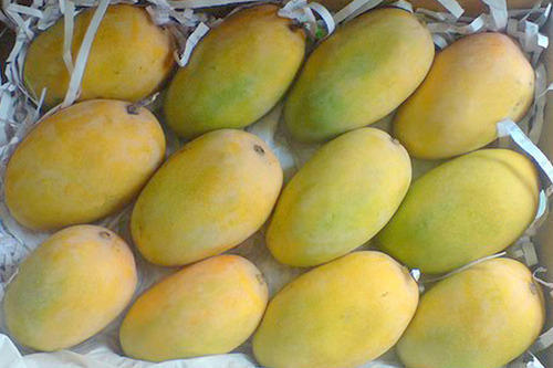 fresh kesar mango