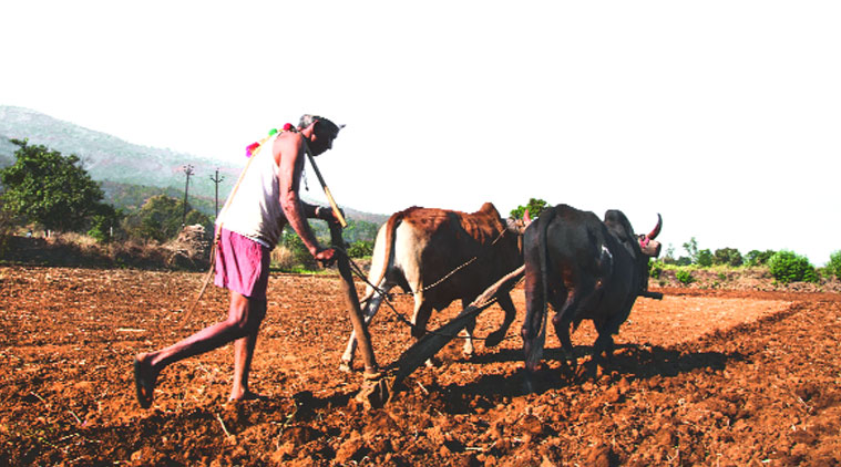farmer m