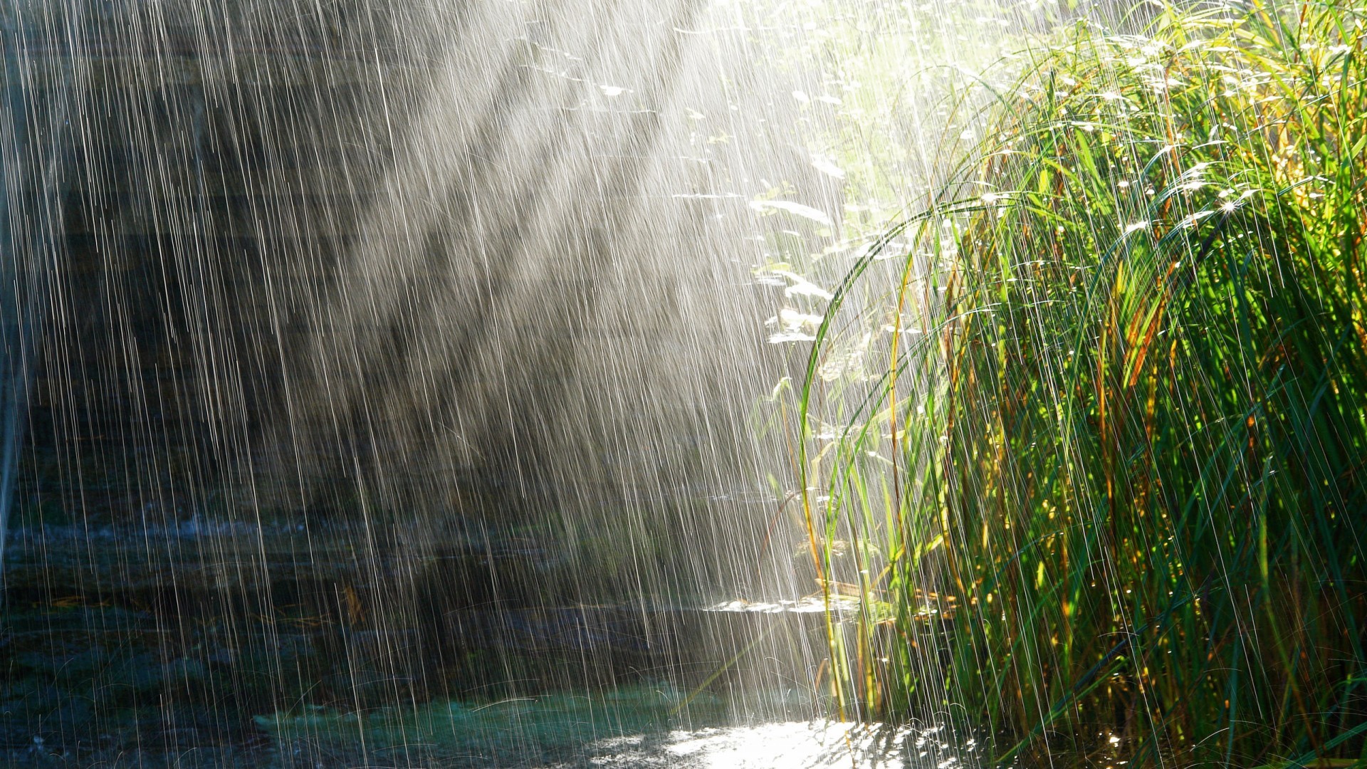 Rain Satya Day