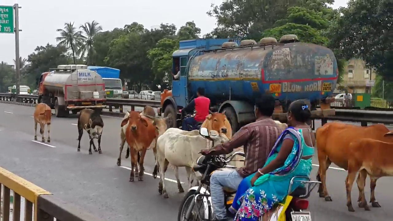 પારડી હાઈવે માર્ગ વચ્ચે રખડતા ઢોરોનો ઓડિંગો Pardi Highway Marg Vachhe Rakhata Dhoro No Audingo Satya Day