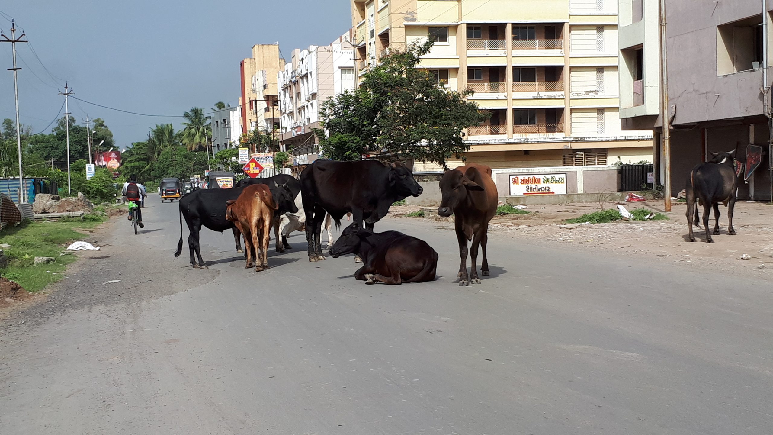 Valsad Ma Rakhadta Dhor Ne Pakdvama Tantr Lachar Praja Paresan Scaled Satya Day