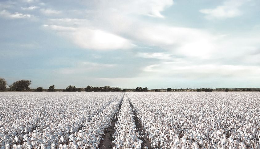 Cotton Satya Day