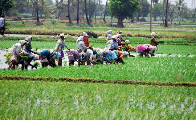 Farmer Satya Day