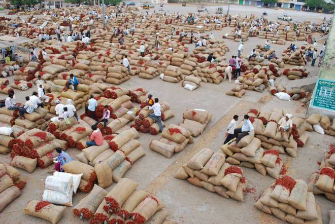 આજથી મગફળીની ટેકાના ભાવે ખરીદી શરૂ marketing yard