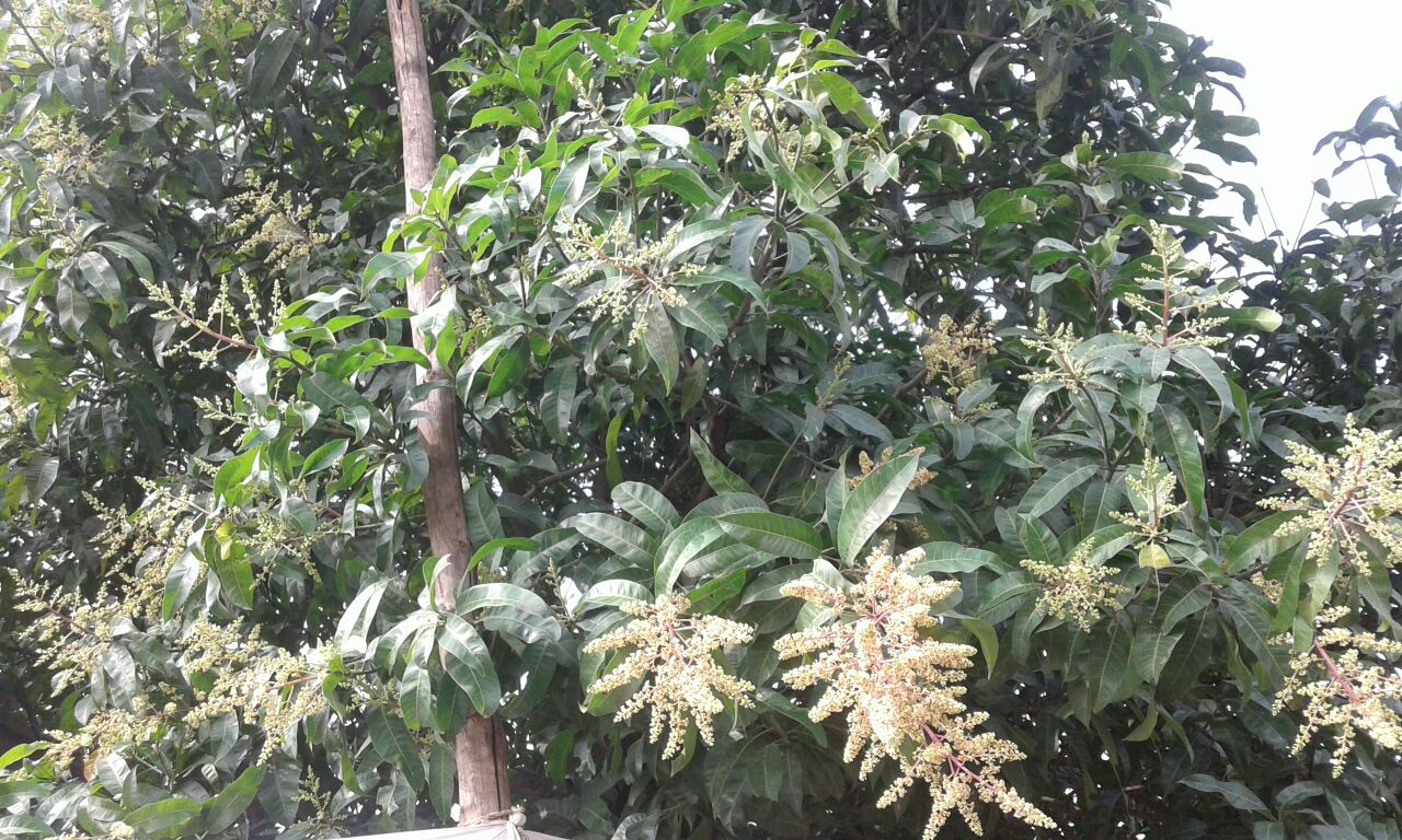 Whatsapp Image 2017 12 11 At 8.40.14 Pm Satya Day