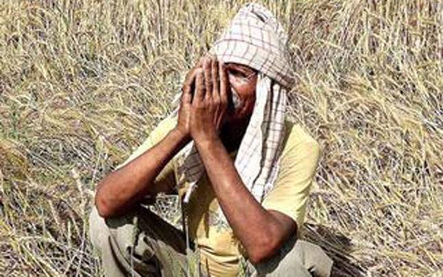 Farmer 647 081015120609 Satya Day