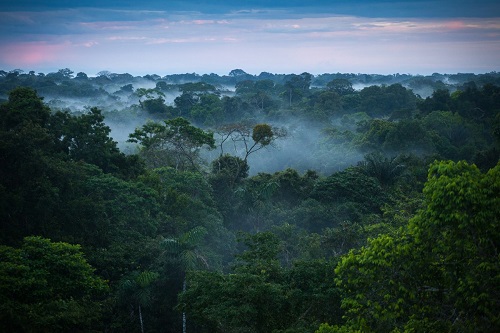 1200px Brazilian amazon rainforest