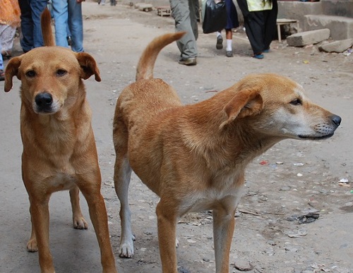 cani in Nepal