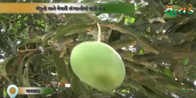 વલસાડઃ હાફુસ હવે વલસાડની નથી રહી જુઓ સ્પેશીયલ સ્ટોરી unnamed file