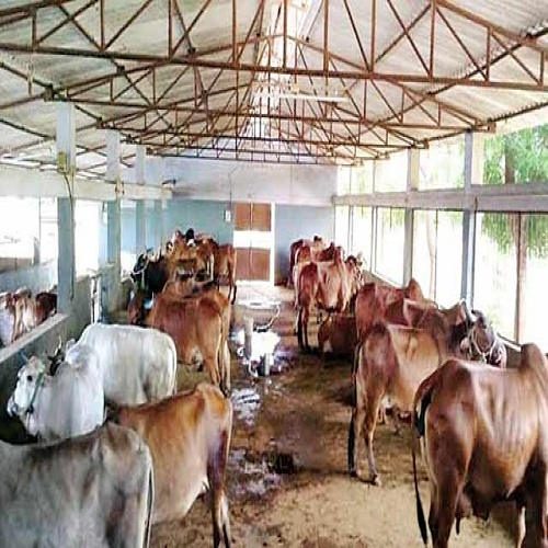 gaushala