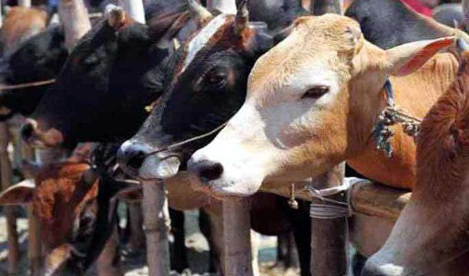 અમદાવાદઃ રસ્તા પર રખડતાં ઢોર પર લાગશે ટેગ ahmdabad cow