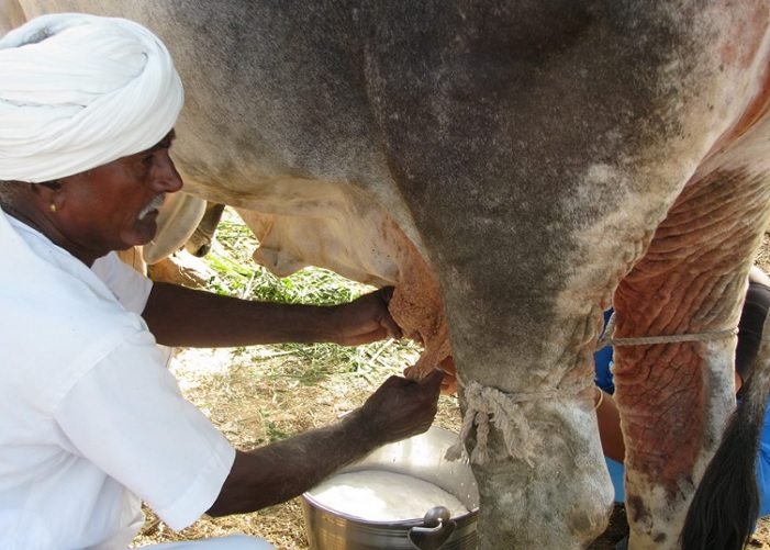 cow