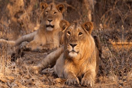lion Gujarat