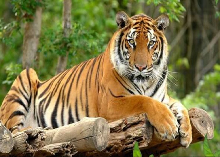 Tiger Satya Day
