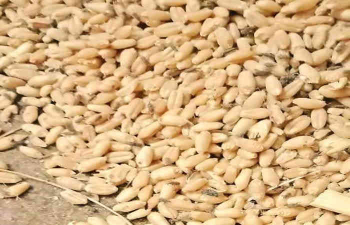 grain