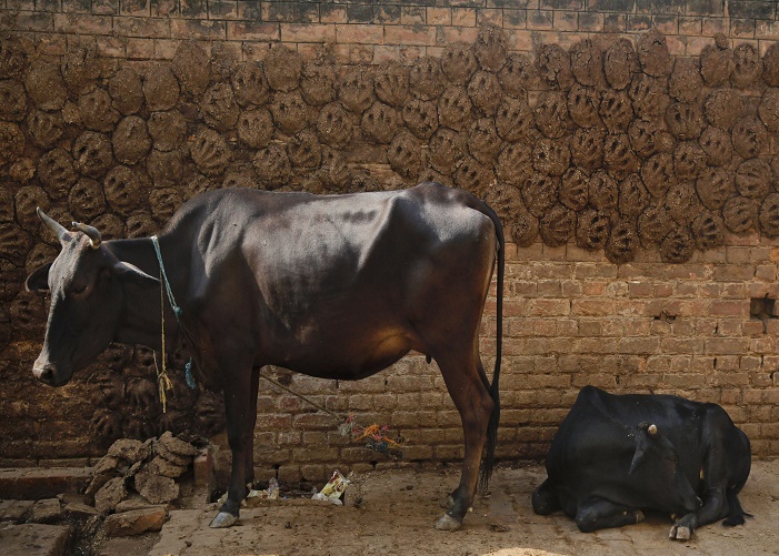 Cow