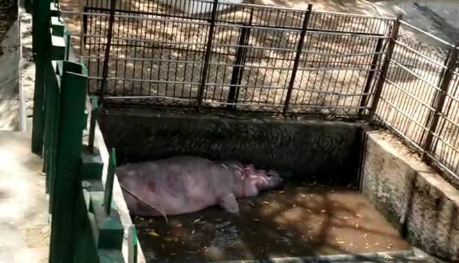 HIPPO