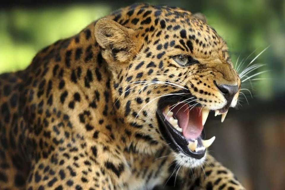 LEOPARD 960x640 1