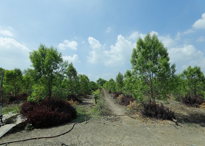Chandan Farming