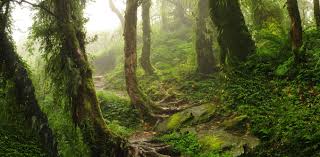 Forest Satya Day