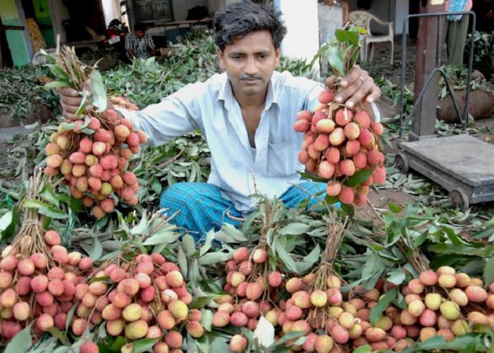 Lichi1 Satya Day