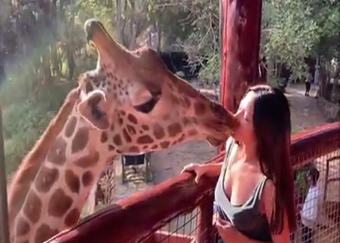 Giraffe