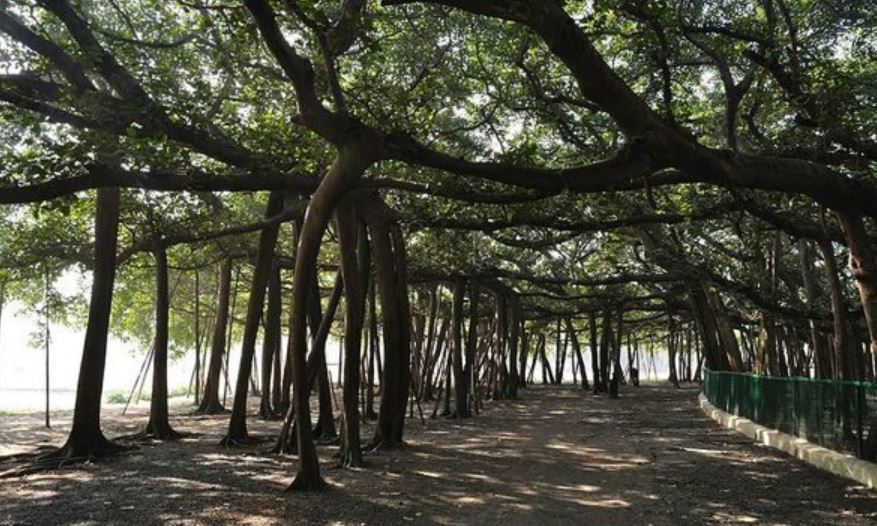 The Great Banyan Tree Gujarati 04 Satya Day