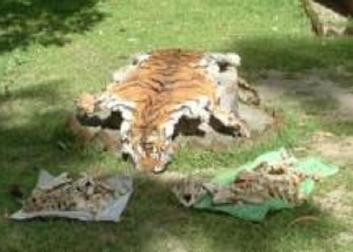 Tiger Satya Day