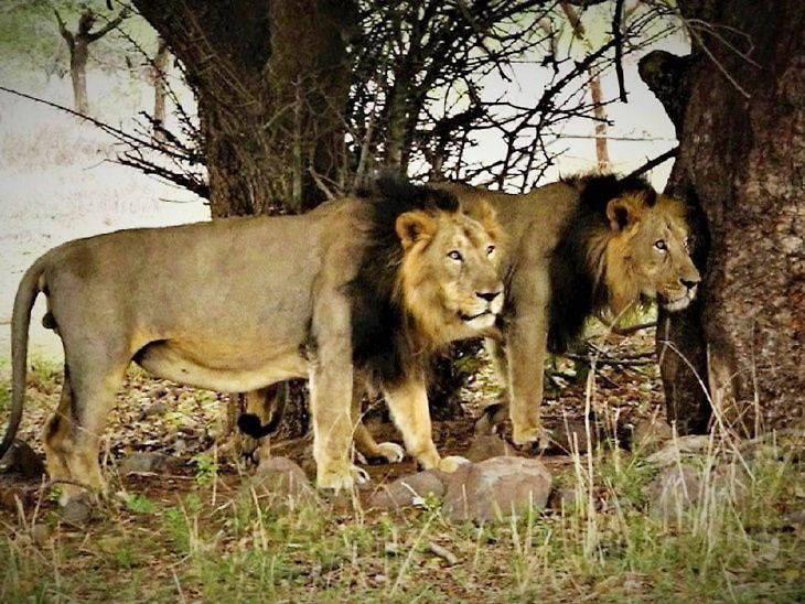 Lion Satya Day
