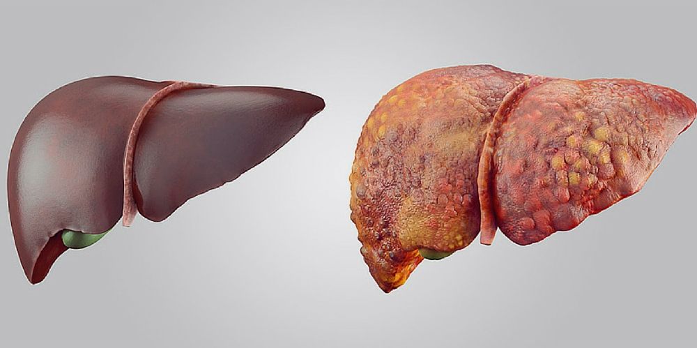 liver