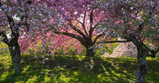 Tree Satya Day