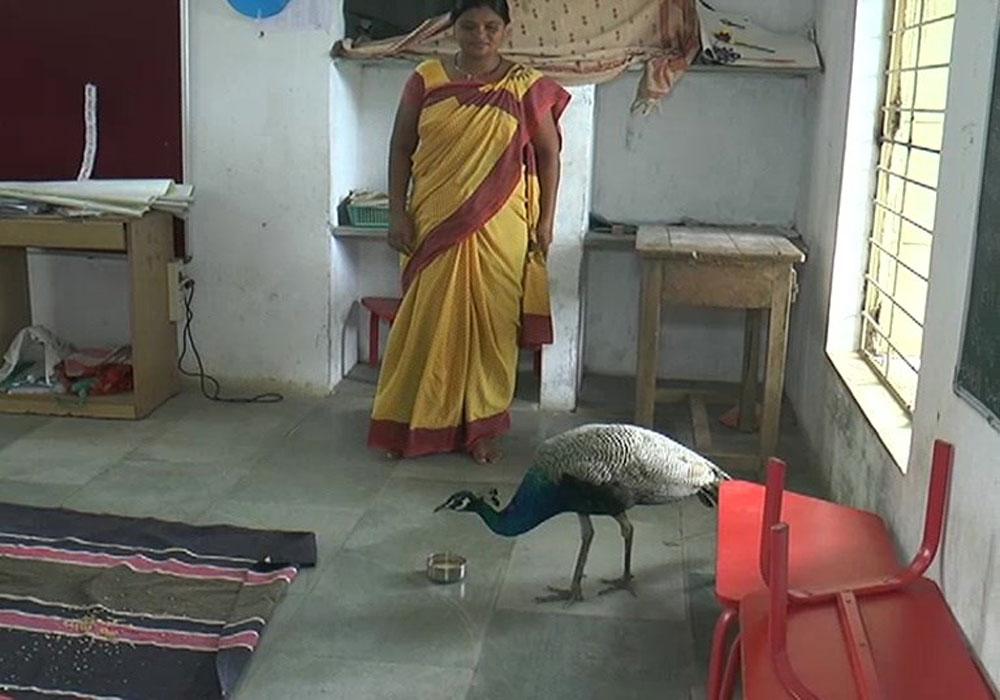 Peacock