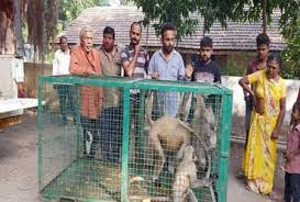VADODARA: કરજણમાં દોઢ મહિનાથી આતંક મચાવનાર કપિરાજ આખરે પાંજરે પુરાયા 6 7
