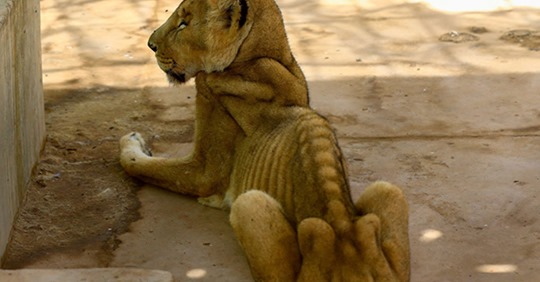 LIO