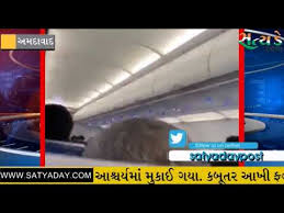 AHMEDABAD: જયપુર જતી ફ્લાઈટમાં ટેકઓફ વખતે જ 2 કબૂતર ઉડવા લાગતા દોડધામ 3 26 Satya Day