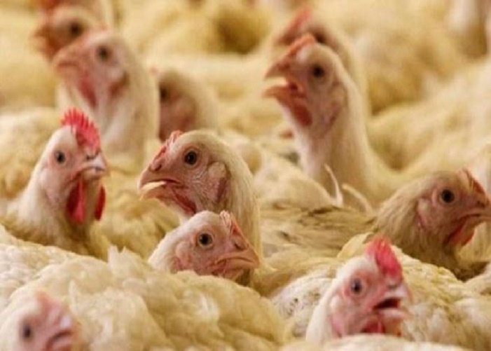 Chickens 2