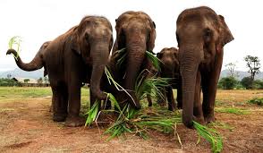 Hathi Satya Day