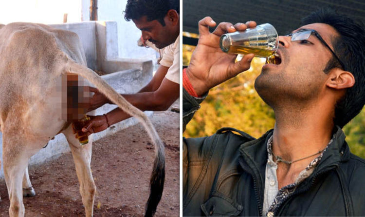 Cow Satya Day