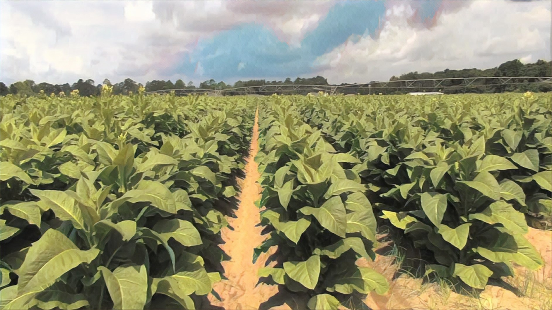 Indias First Cooperative For Nicotine Industry Tobacco Farmers Formed In Gujarat Satya Day
