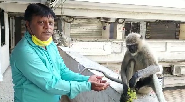 કોરોના લોકડાઉનમાં મૂંગા પશુઓ અટવાયા, સેવાભાવીઓ આવ્યા મદદે ! 2 4