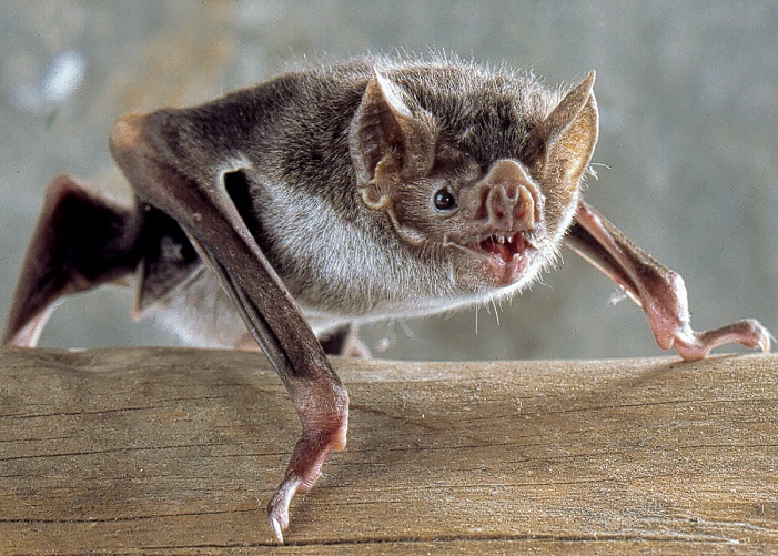 Bats