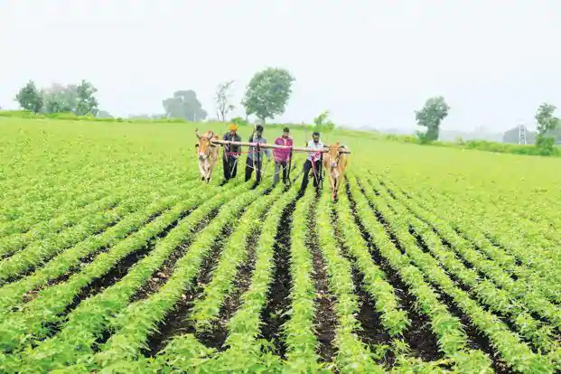 Farmers 1