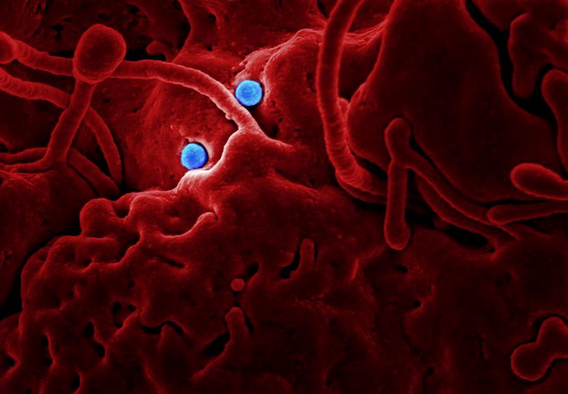 India Coronavirus Satya Day