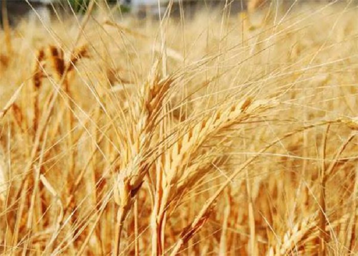 Wheat Allergy