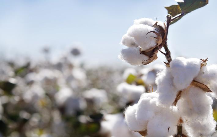 Cotton 1