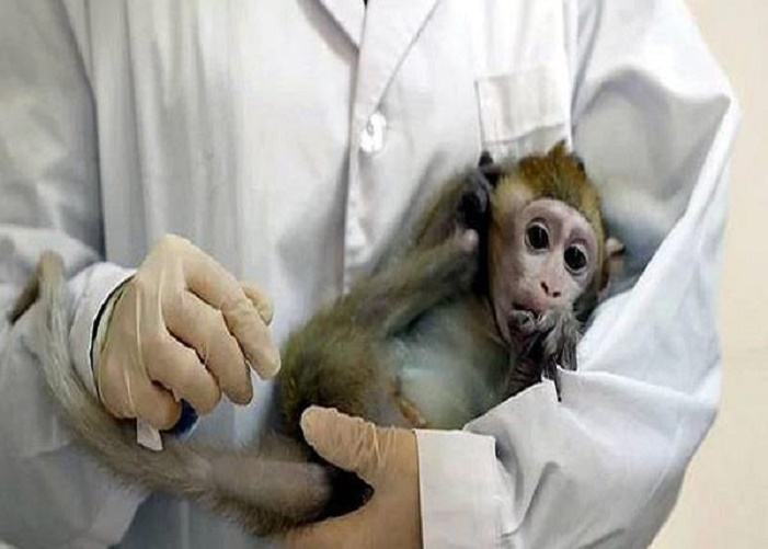 Monkey