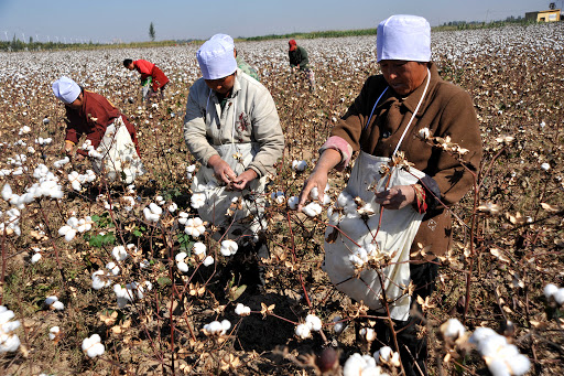 cotton