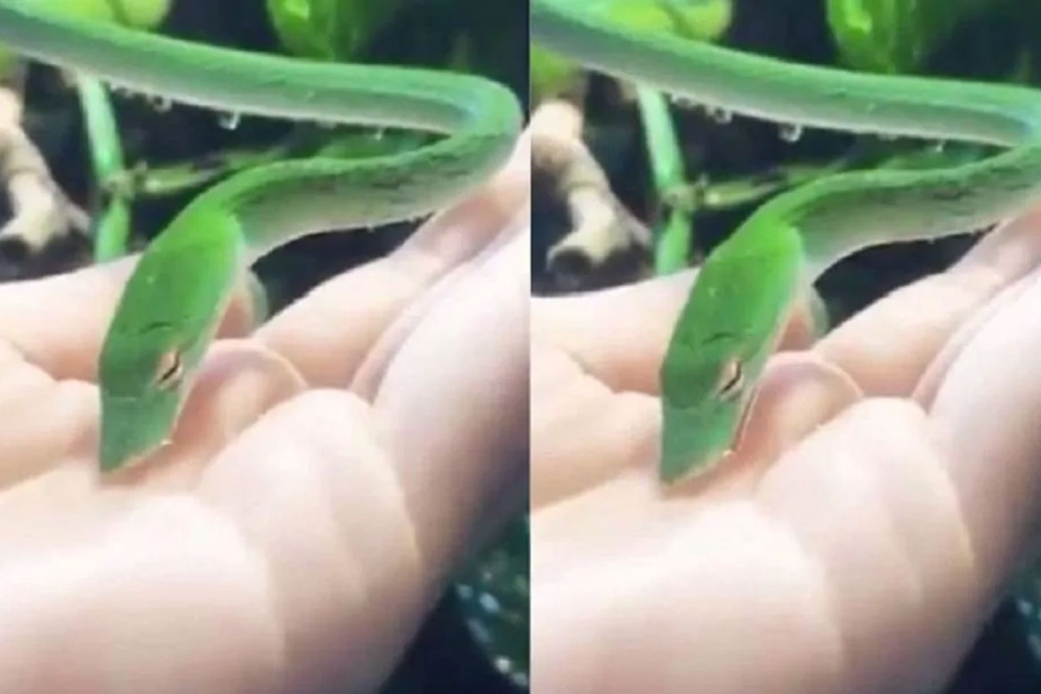VIRAL: શું તમે જોયું છે કે કોઈ સાપ હથેળી ઉપર પાણી પીવે 8 5